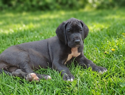 Les chiots de Dogue allemand
