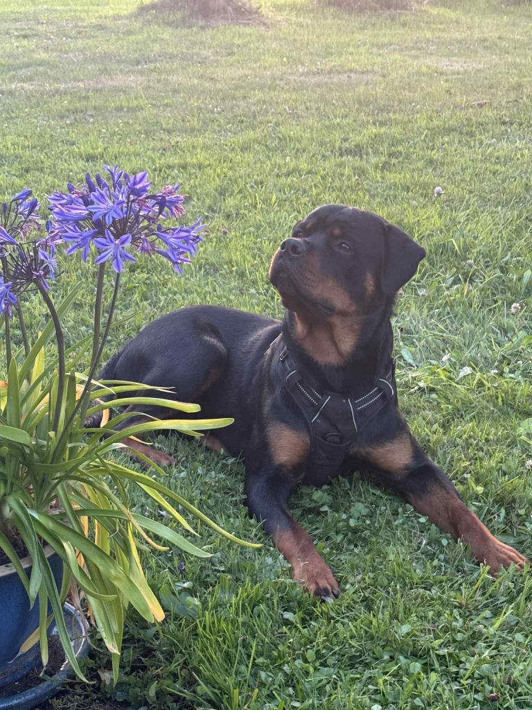 Vasco Die Leidenschaft Vom Hofhund