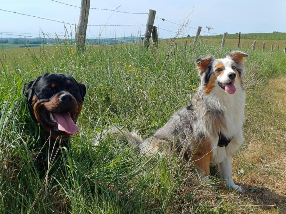 Viking Die Leidenschaft Vom Hofhund