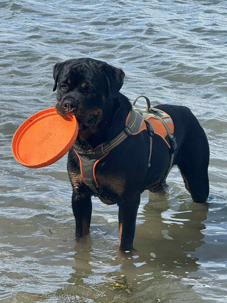 Vulcain Die Leidenschaft Vom Hofhund