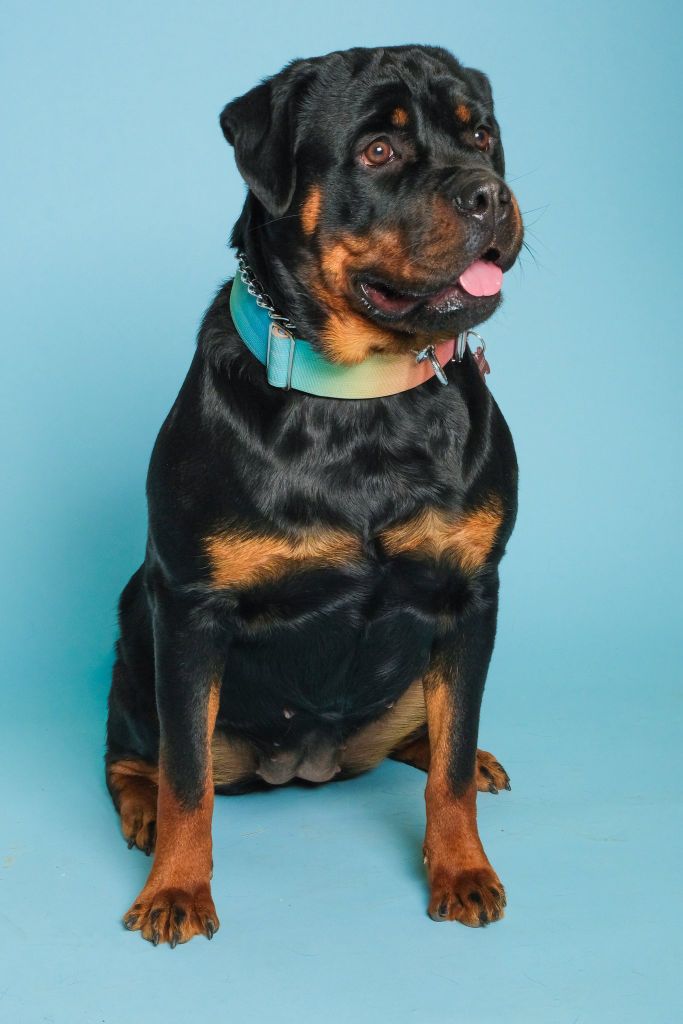 Vénus Die Leidenschaft Vom Hofhund