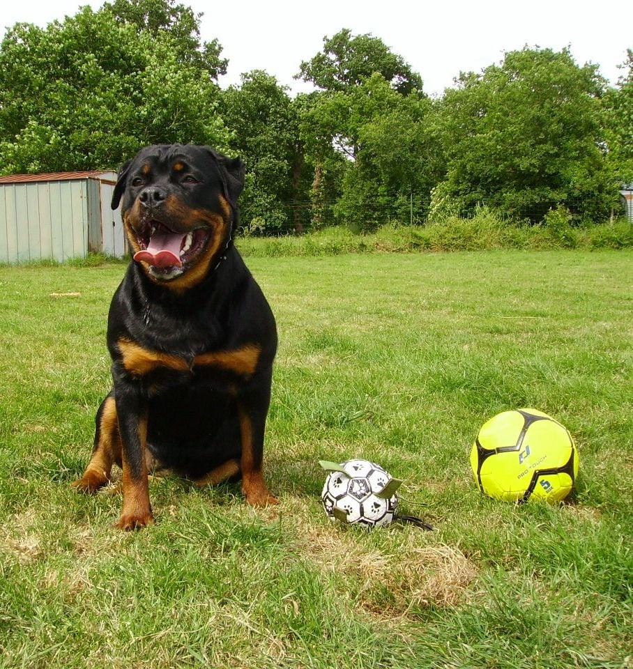 Vénus Die Leidenschaft Vom Hofhund