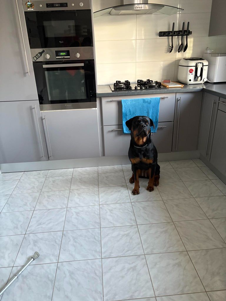 Valka Die Leidenschaft Vom Hofhund