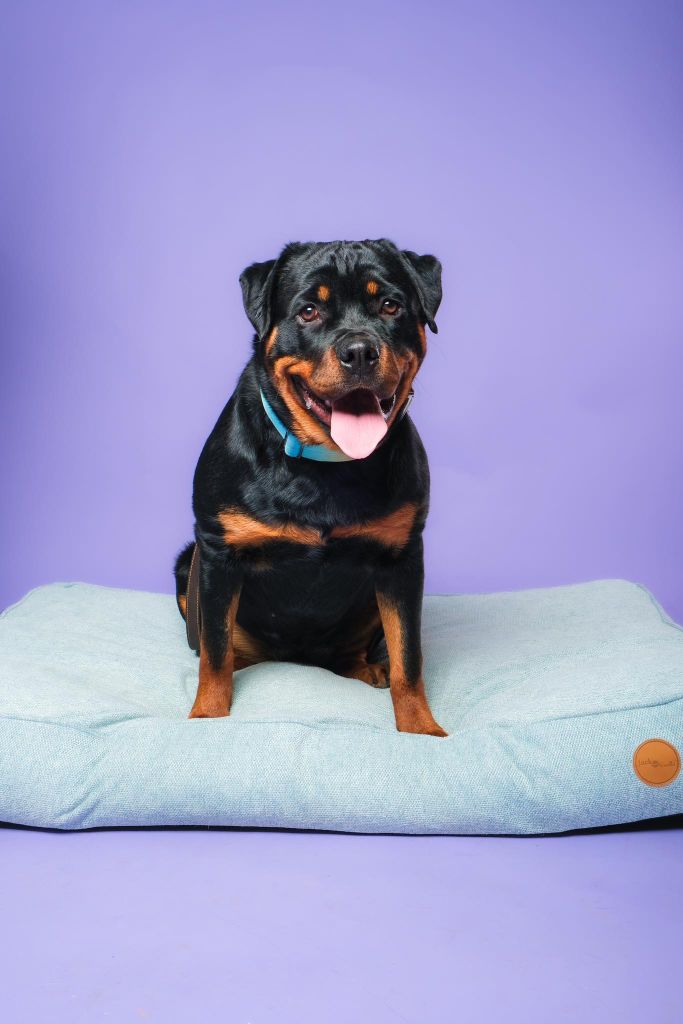 Vénus Die Leidenschaft Vom Hofhund