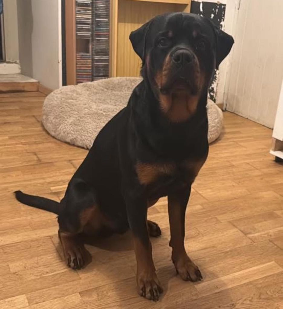 Vasco Die Leidenschaft Vom Hofhund