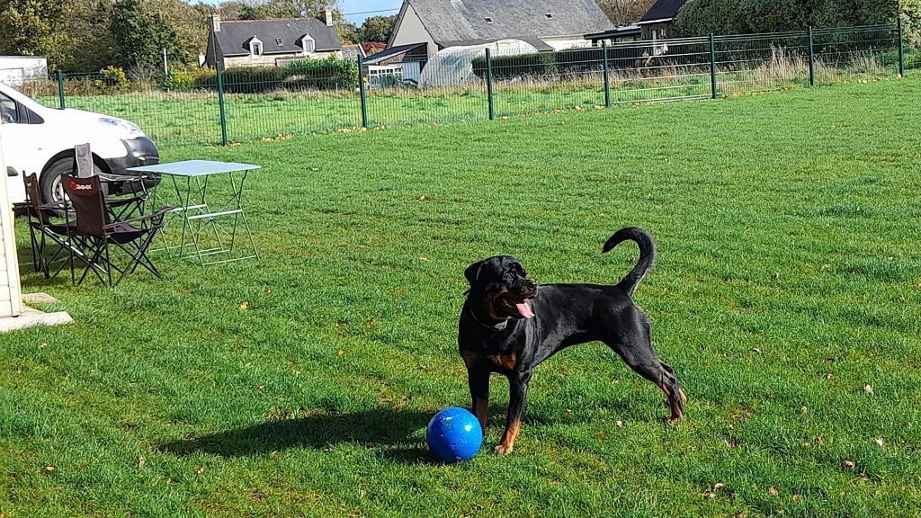 Vayana Die Leidenschaft Vom Hofhund
