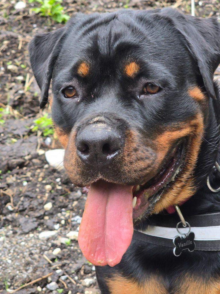 Vanille Die Leidenschaft Vom Hofhund