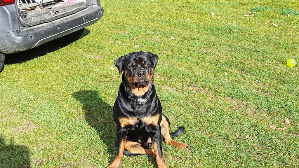 Vayana Die Leidenschaft Vom Hofhund