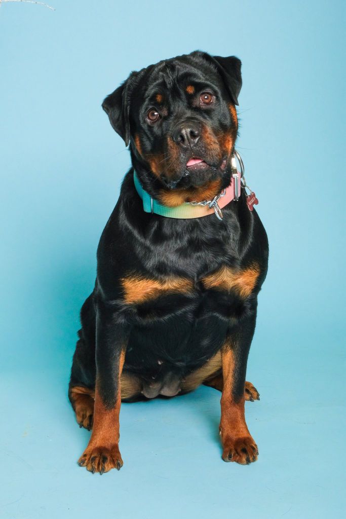 Vénus Die Leidenschaft Vom Hofhund