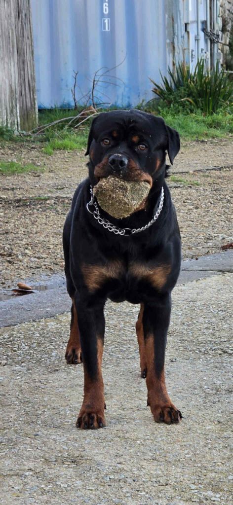 Vulcain Die Leidenschaft Vom Hofhund