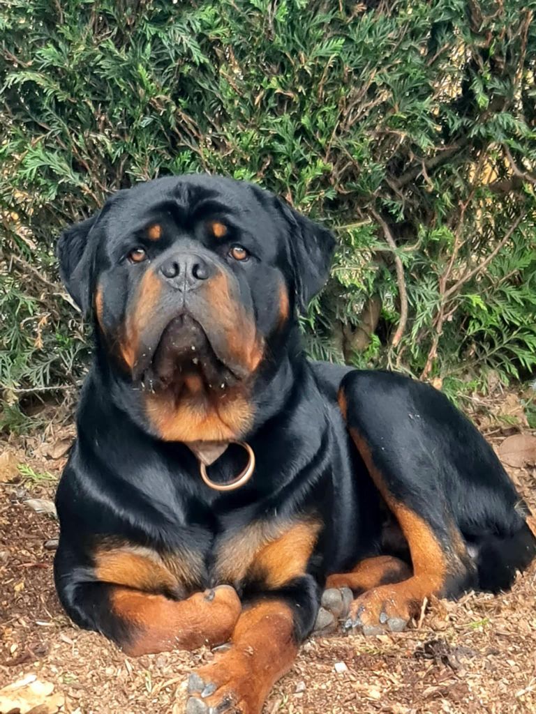 Végas Die Leidenschaft Vom Hofhund