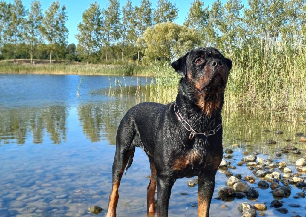 Viking Die Leidenschaft Vom Hofhund