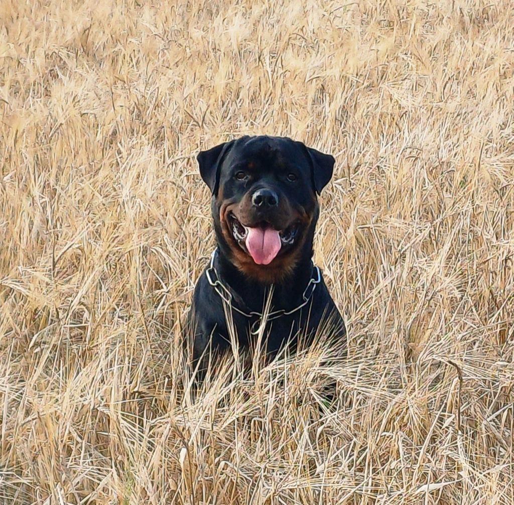 Viking Die Leidenschaft Vom Hofhund