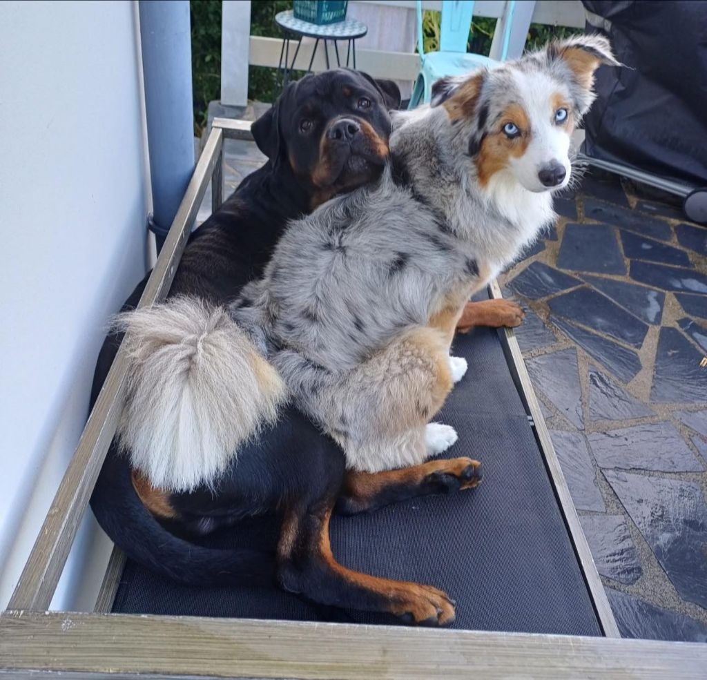 Viking Die Leidenschaft Vom Hofhund