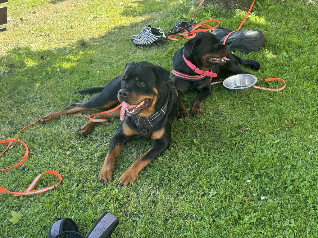 Vasco Die Leidenschaft Vom Hofhund