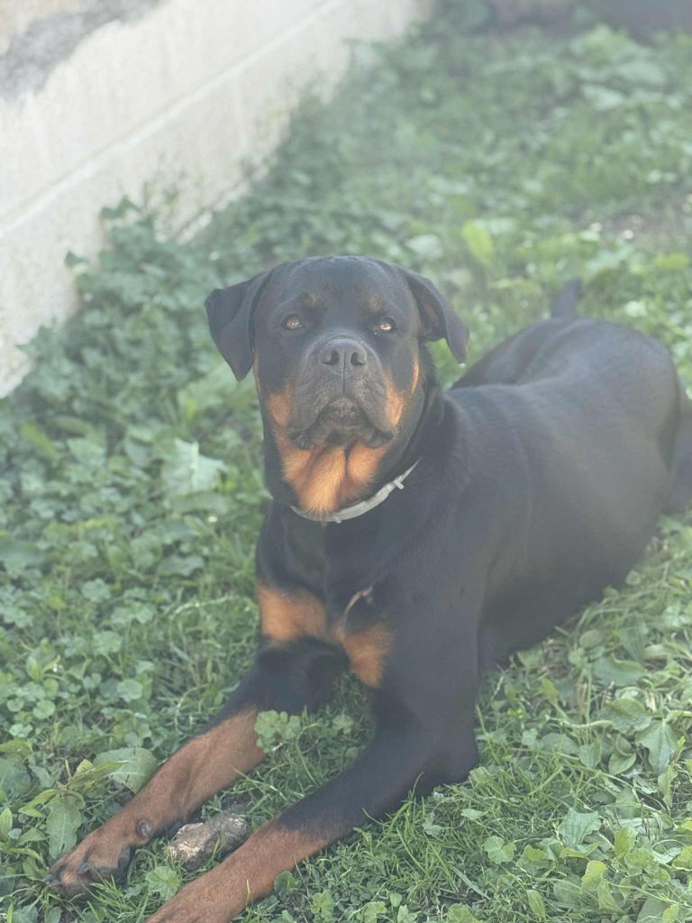 Valka Die Leidenschaft Vom Hofhund