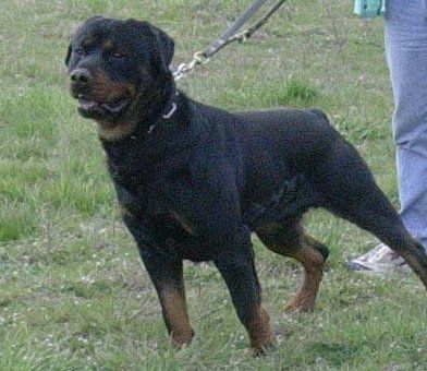 Silas de L'Arbre des Batailles - TB (classe ouverte)