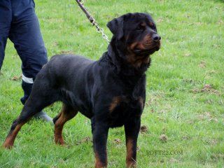 Silas de L'Arbre des Batailles - V (classe ouverte)