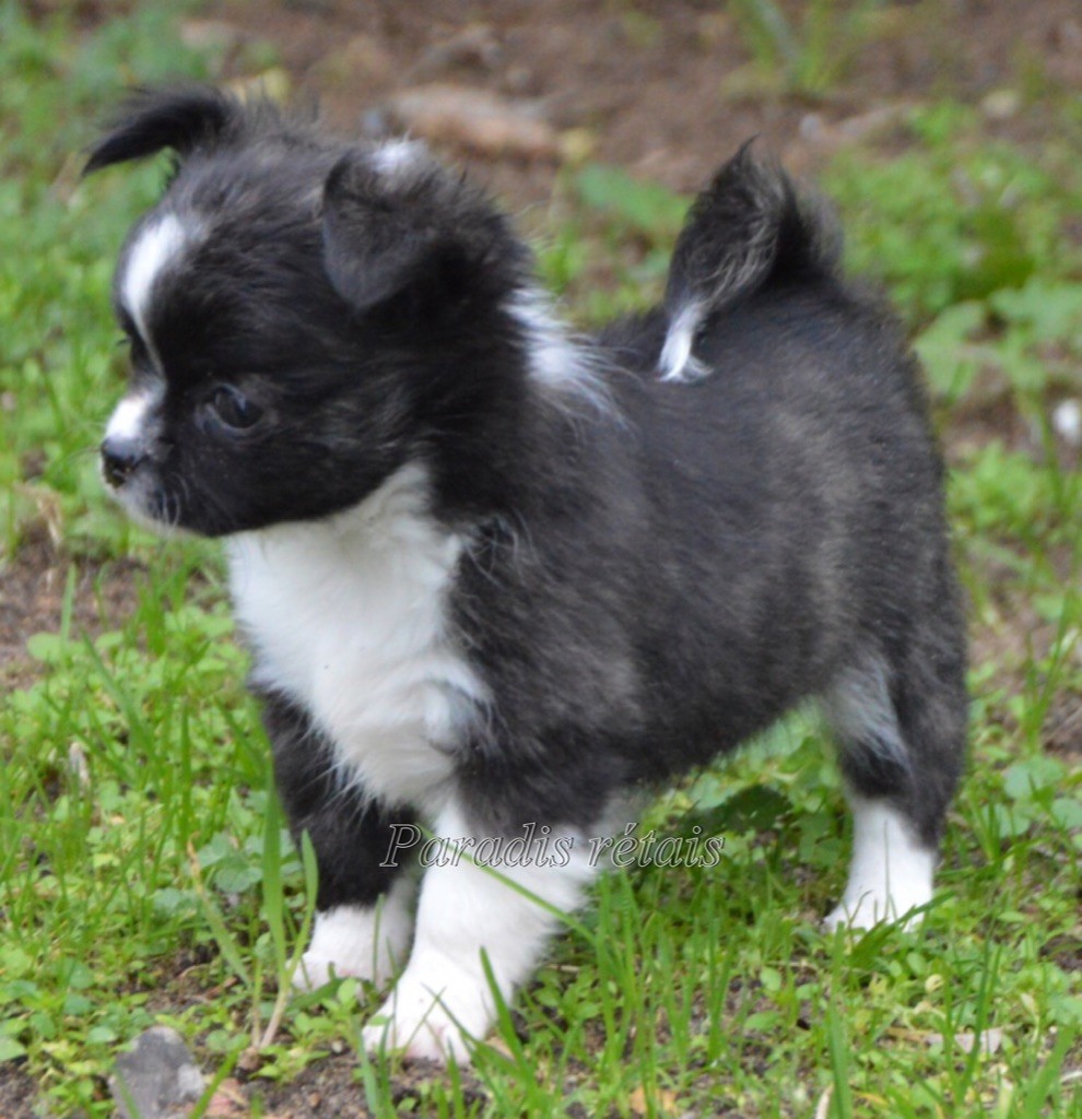 Or fée du Paradis Rétais