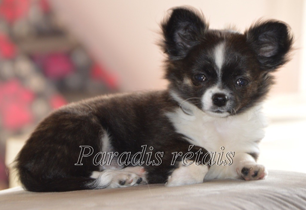 Or fée du Paradis Rétais