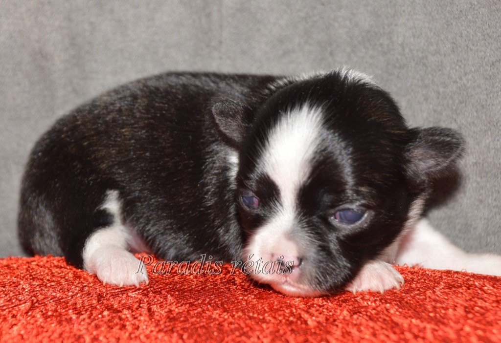 Or fée du Paradis Rétais