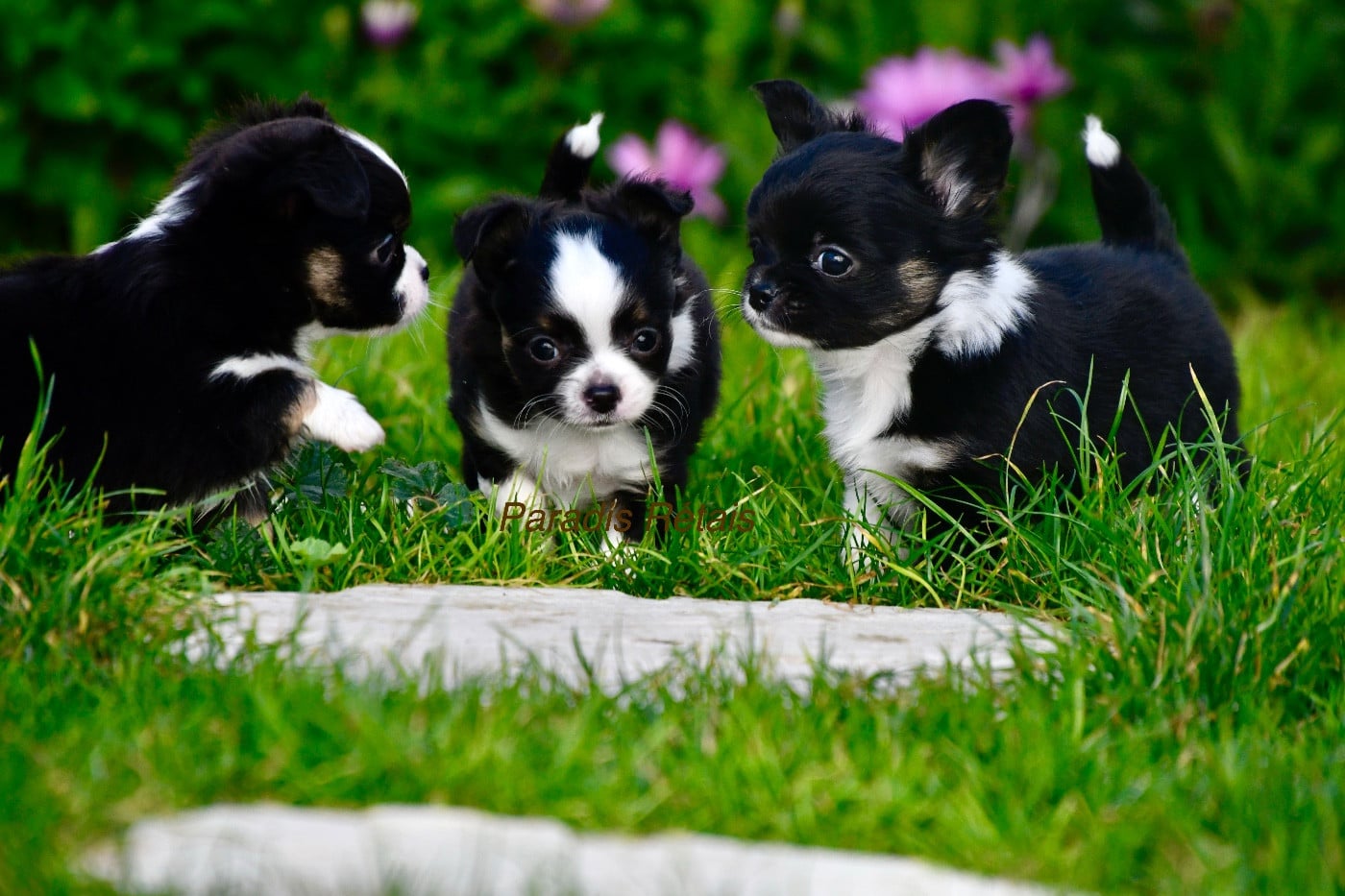 Chihuahua - du Paradis Rétais