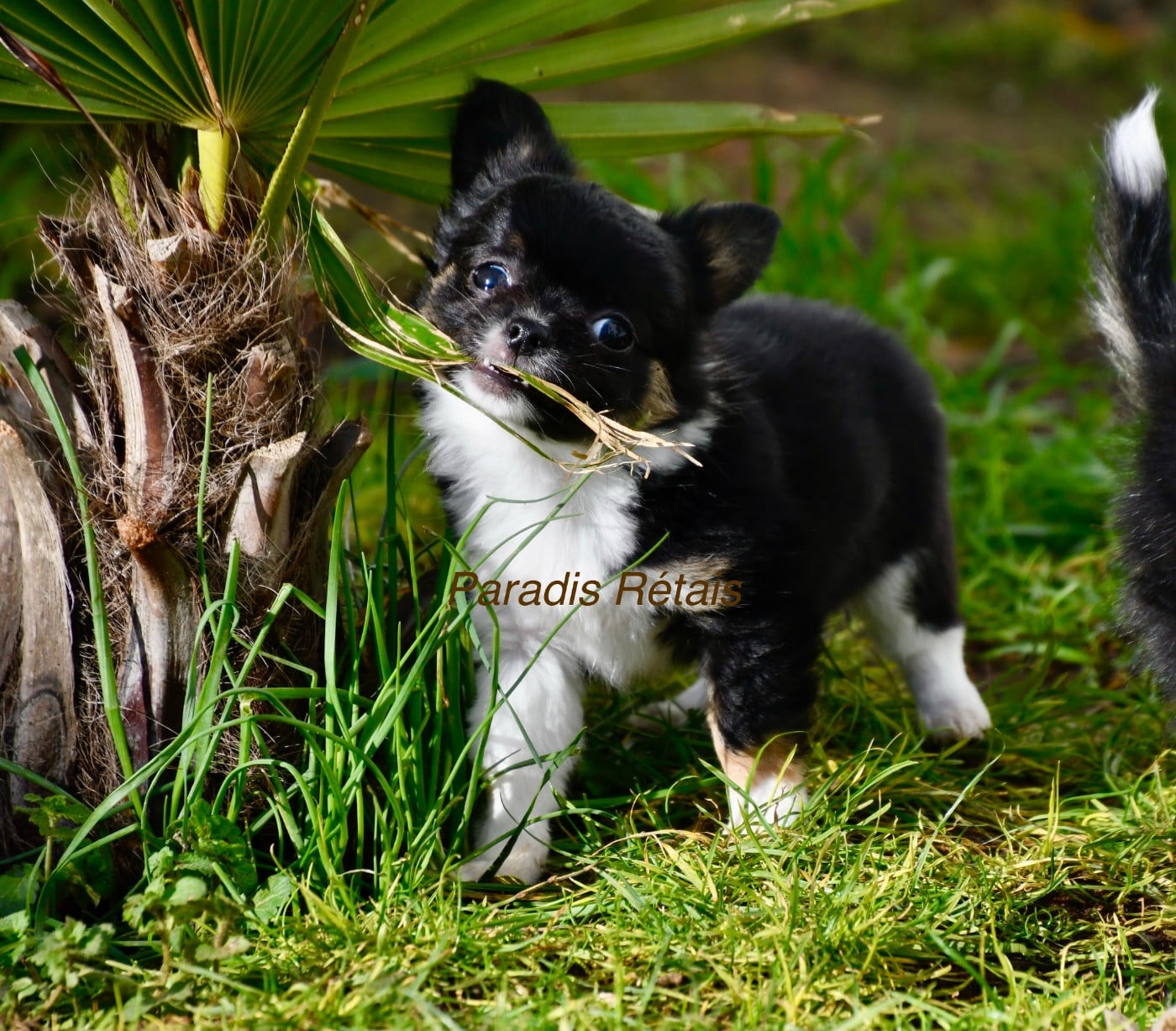 Chihuahua - du Paradis Rétais