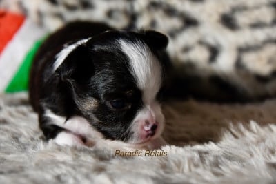 Les chiots de Chihuahua