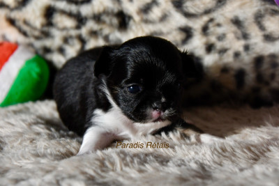 Les chiots de Chihuahua