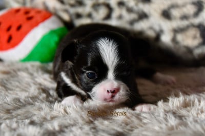 Les chiots de Chihuahua