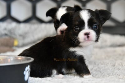 Les chiots de Chihuahua