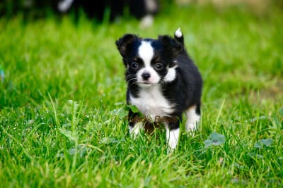 Les chiots de Chihuahua