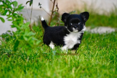 Les chiots de Chihuahua