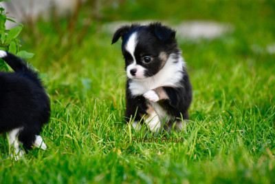 Les chiots de Chihuahua