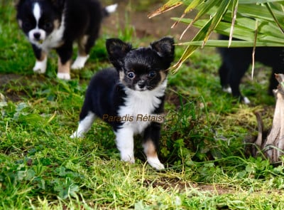 Les chiots de Chihuahua