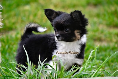 Les chiots de Chihuahua