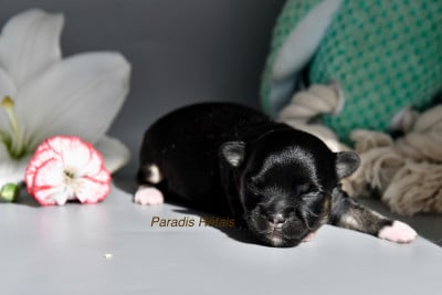Les chiots de Chihuahua