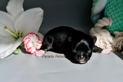 Les chiots de Chihuahua