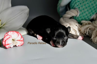 Les chiots de Chihuahua
