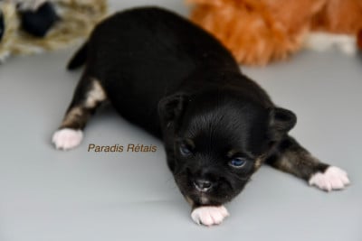 Les chiots de Chihuahua