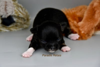 Les chiots de Chihuahua