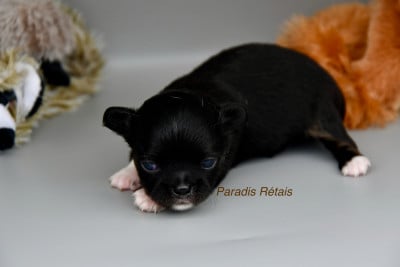 Les chiots de Chihuahua