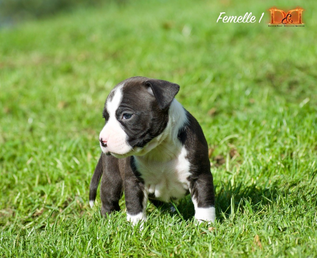 Chiot American Staffordshire Terrier, Femelle 1, femelle