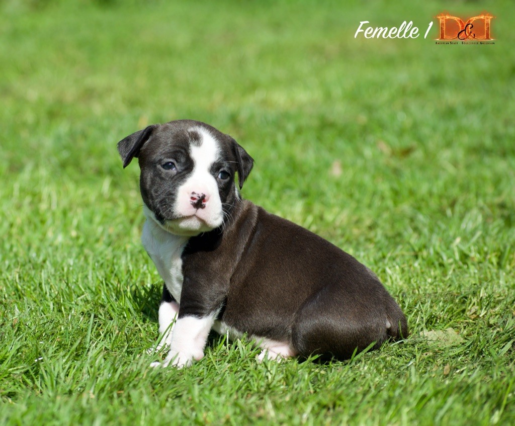 Chiot American Staffordshire Terrier, Femelle 1, femelle