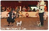 - EXPOSITION CANINE INTERNATIONALE DE MONACO DIMANCHE 08/05/2016