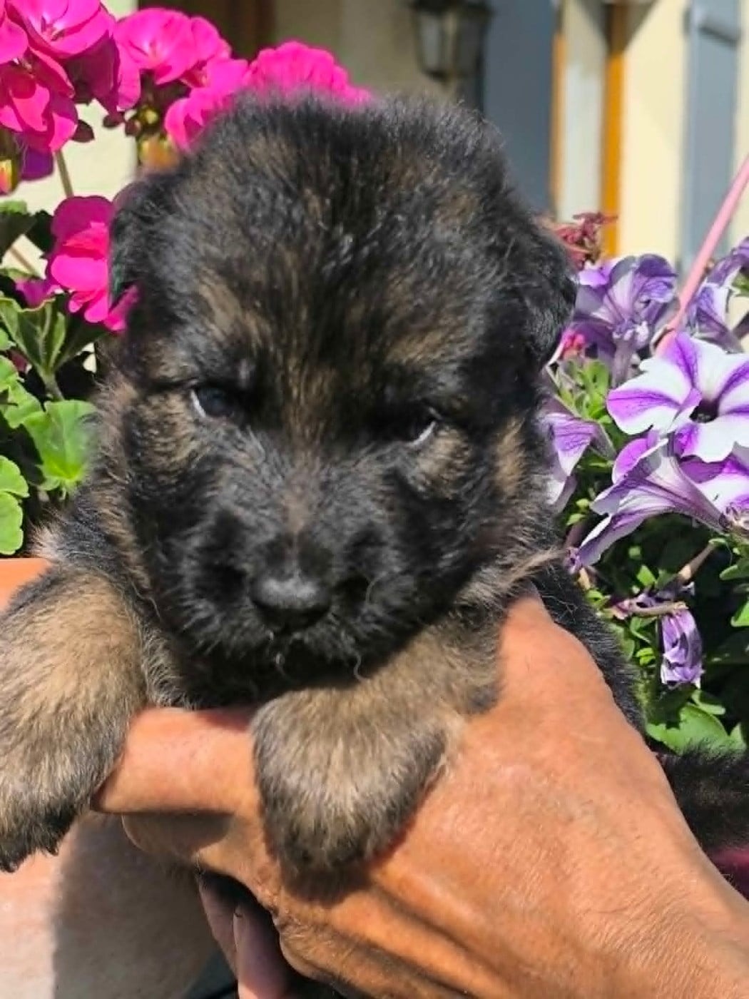 Chiot N°1 - Berger Allemand Poil Long