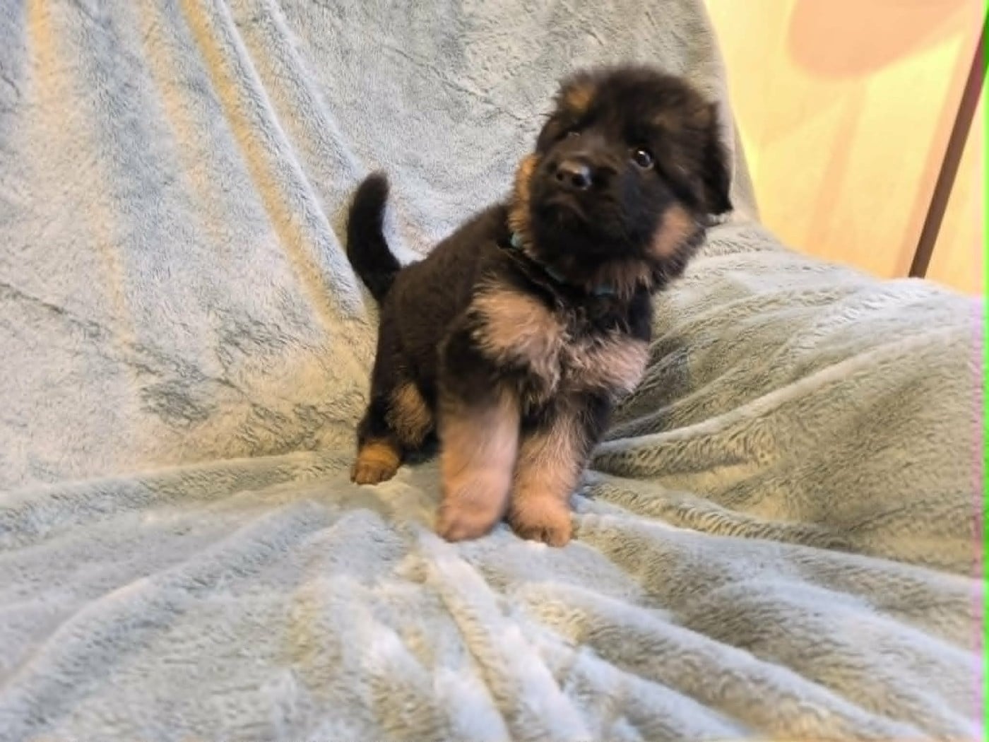 Chiot N°6 - Berger Allemand Poil Long