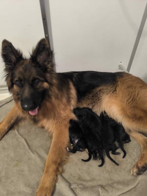 Chiot N°1 - Berger Allemand Poil Long