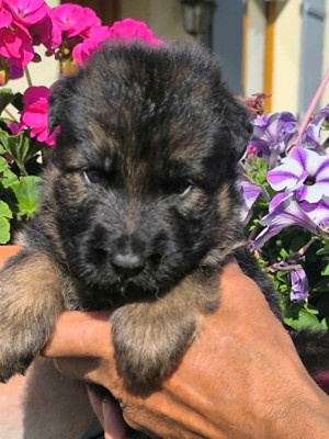 Les chiots de Berger Allemand Poil Long