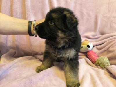 Les chiots de Berger Allemand Poil Long